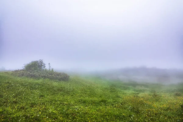 Green field with yellow flowers in the fog. Green meadow in the fog and clouds. Mystical field in heavy fog.