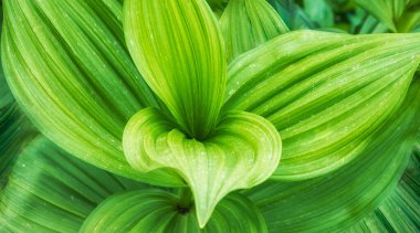 Büyük yeşil yaprak dokusu. Sahte karabatak, mısır zambağı ya da Veratrum. Doğal yeşil doku arkaplanı
