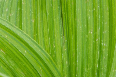 Doğal yeşil yaprak dokusu. Sahte karabatak, mısır zambağı veya Veratrum 'un büyük yeşil yaprakları..