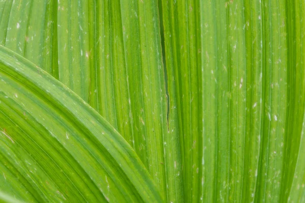 Natural green leaf texture background. Texture of large green leaves of false hellebore, corn lilies or Veratrum.