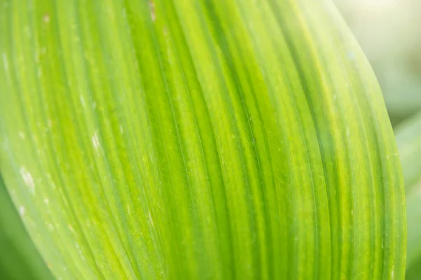 Natural green leaf texture background. Texture of large green leaves of false hellebore, corn lilies or Veratrum.