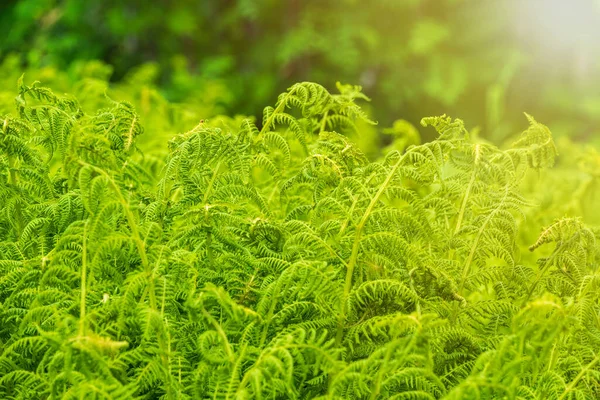 Farn Dunklen Dickicht Des Waldes Sonnenuntergang Grünfarn Pteridium Aquilinum Oder — Stockfoto