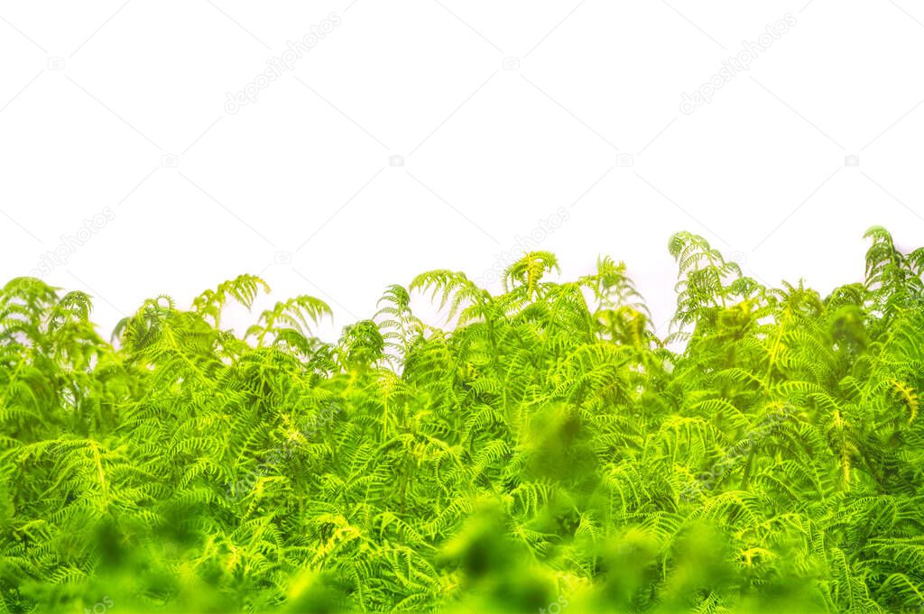 Hedge of fern plant isolated on a white background. Bush of lush green leaves. Fern thickets isolated on white