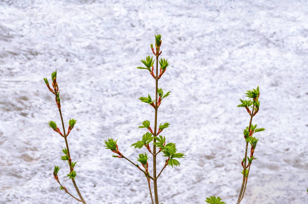 Three young maple branches with blooming green leaves on background of white melting snow. Acer platanoides, the Norway maple. Branches with leaves and buds on a white background