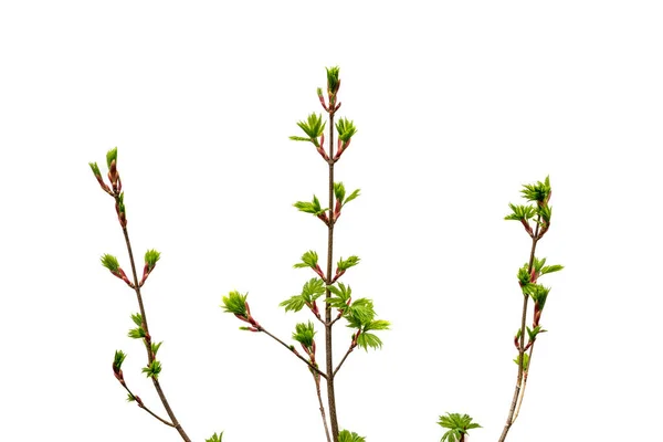 三棵开着绿叶的枫树小分枝被白色隔开了 挪威枫树Acer Platanoides 叶芽在白色背景上的分枝 — 图库照片