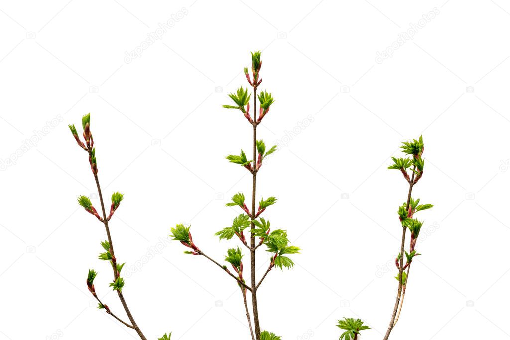 Three young maple branches with blooming green leaves isolated on white. Acer platanoides, the Norway maple. Branches with leaves and buds on a white background