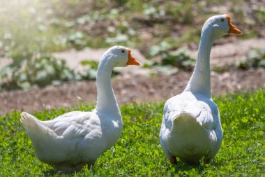 Parlak güneşli bir günde iki büyük kaz yeşil çimenlikte huzur içinde yürüyorlar. Evcil kaz, gri kaz ya da beyaz kaz, Anser cygnoides domesticus. Hayvan koruma kavramı.