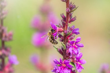 Bir arı parlak mor çiçeklerden nektar toplar. Yaz Çiçeği Mor Gevşeme, Lythrum tomentosum ya da yeşil mavi arka planda gevşetilmiş gevşeme ve mor lythrum