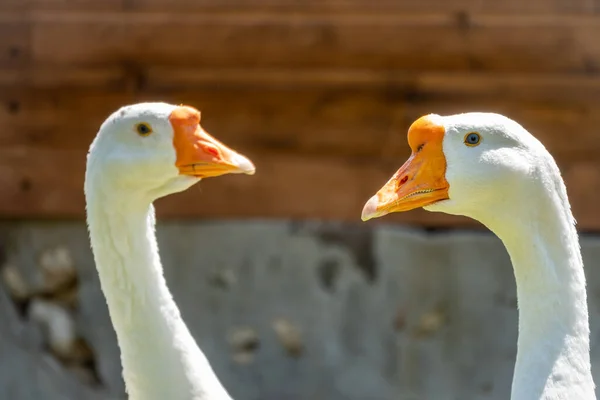 Retrato Dois Gansos Cinzentos Domesticados Ganso Greylag Ganso Branco Ganso — Fotografia de Stock