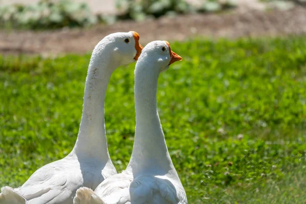 在阳光灿烂的日子里 两只白色的大雁在绿草的草地上和平地走在一起 灰鹅或白鹅 动物保护概念 — 图库照片