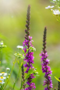 Yaz Çiçeği Mor Gevşeme, Lythrum tomentosum ya da yeşil mavi arka planda gevşetilmiş gevşeme ve mor lythrum.