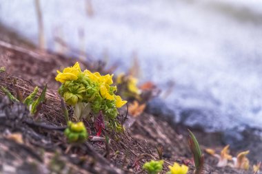 Çiçeklerin açtığı sarı çiçekler ya da eriyen beyaz karların arka planındaki küre çiçekleri. Bulanık bir arka planda bahar çiçekleri. Sarı çiçekler Trollius ranunculinus