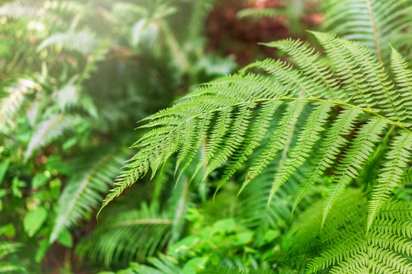 Ferigă Verde Pădure Pteridium Aquilinum Sau Bracken Frână Sau Suport — Fotografie, imagine de stoc