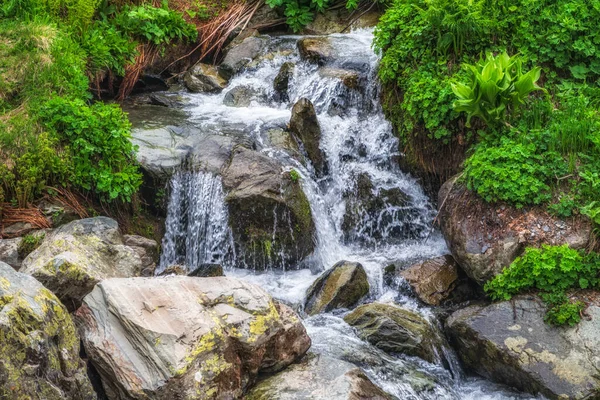Mountain stream on summer day flowing among stones and green grass. Water flows down a rocky stream in the mountains surrounded by lush green foliage