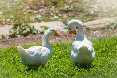 Parlak güneşli bir günde iki büyük kaz yeşil çimenlikte huzur içinde yürüyorlar. Evcil kaz, gri kaz ya da beyaz kaz, Anser cygnoides domesticus. Hayvan koruma kavramı.