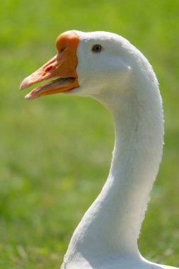 Evcil kaz portresi, Anser cygnoides domesticus, açık gagalı, yeşil mavi arka planda. Evcilleştirilmiş gri kaz, gri kaz ya da beyaz kaz portresi