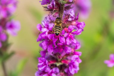 . Bir arı parlak mor çiçeklerden nektar toplar. Yaz Çiçeği Mor Gevşeme, Lythrum tomentosum ya da yeşil mavi arka planda gevşetilmiş gevşeme ve mor lythrum