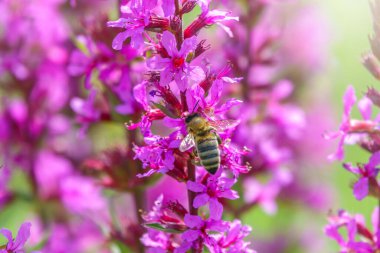 Yaz Çiçeği Mor Gevşeme, Lythrum tomentosum ya da yeşil mavi arka planda dikenli gevşeme ve mor lythrum. Bir arı parlak mor çiçeklerden nektar toplar..