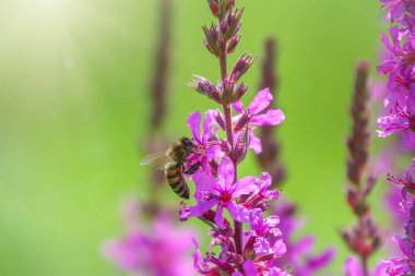 Bir arı parlak mor çiçeklerden nektar toplar. Yaz Çiçeği Mor Gevşeme, Lythrum tomentosum ya da yeşil mavi arka planda gevşetilmiş gevşeme ve mor lythrum