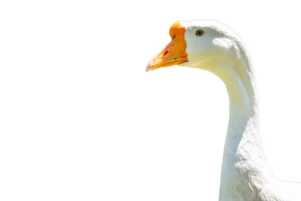 Ganso Doméstico Anser Cygnoides Domesticus Perfil Ganso Cinzento Domesticado Ganso — Fotografia de Stock