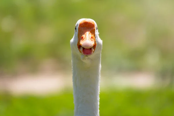 Domestic Goose Anser Cygnoides Domesticus Domesticated Grey Goose Greylag Goose — Stock Photo, Image