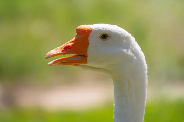 Retrato Ganso Doméstico Anser Cygnoides Domesticus Perfil Sobre Fundo Verde — Fotografia de Stock