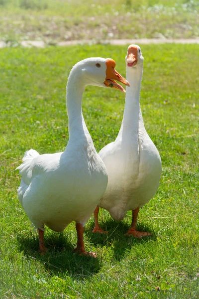 Two White Big Geese Peacefully Walking Together Green Grassy Lawn — Stock Photo, Image