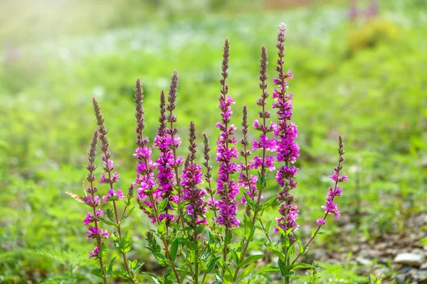 Nyári Virágzó Lila Lazulás Lythrum Tomentosum Vagy Tüskés Lazulás Lila — Stock Fotó