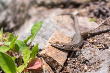 Kertenkele Darevski Alpina güneşin altındaki bir taşın üzerinde oturuyor. Arkaplanda kertenkele var. Yaklaş..