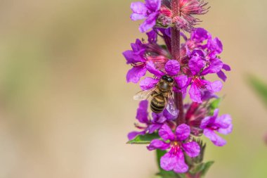 Bir arı parlak mor çiçeklerden nektar toplar. Yaz Çiçeği Mor Gevşeme, Lythrum tomentosum ya da yeşil mavi arka planda gevşetilmiş gevşeme ve mor lythrum