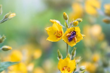 Bir arı, Lysimachia punctata 'nın sarı çiçeklerinden nektar toplar, noktalı gevşeklik, büyük sarı gevşeklik ya da yaz mevsiminde benekli gevşeklik. Mavi arka planda güzel sarı çiçekler