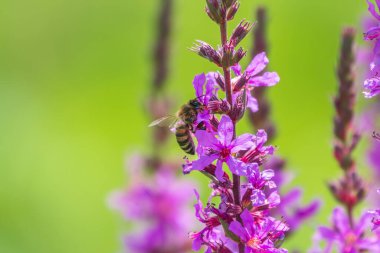 Bir arı parlak mor çiçeklerden nektar toplar. Yaz Çiçeği Mor Gevşeme, Lythrum tomentosum ya da yeşil mavi arka planda gevşetilmiş gevşeme ve mor lythrum