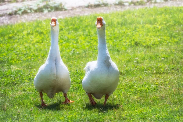 Two white big geese peacefully walking together in green grassy lawn on bright sunny day. Domestic goose, greylag goose or white goose, Anser cygnoides domesticus. Animal protection concept.
