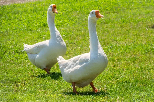 Dos Gansos Blancos Grandes Caminando Pacíficamente Juntos Césped Verde Cubierto —  Fotos de Stock