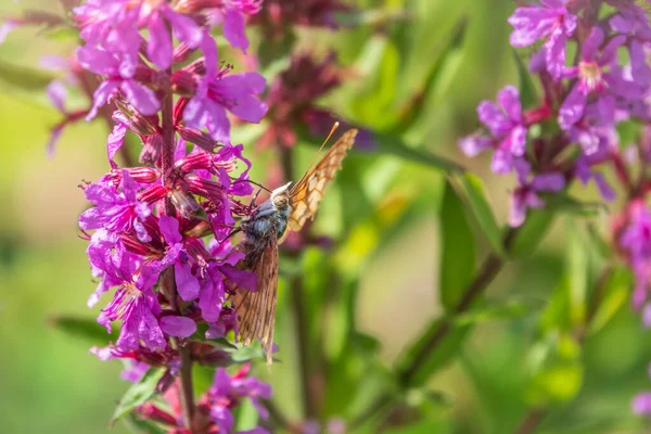 Motyl Vanessa Cardui Siedzi Jasnofioletowy Kwiat Loosestrife Pije Nektar Jego — Zdjęcie stockowe