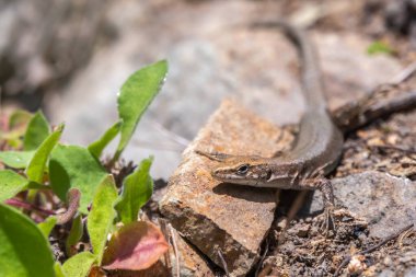 Kertenkele Darevski Alpina güneşin altındaki bir taşın üzerinde oturuyor. Arkaplanda kertenkele var. Yaklaş..
