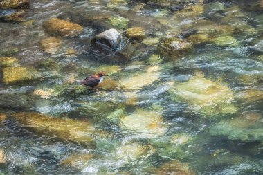 Doğadaki beyaz boğazlı ayı. Küçük beyaz boğazlı kuş, hızlı bir dağ nehrinin deresinde avlanır. Cinclus cinclus, Avrupalı ya da sadece Dipper.