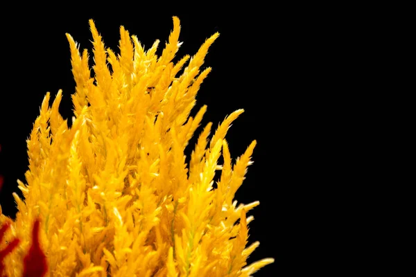 Yellow Plumed Cockscomb Celosia Argentea Zwarte Achtergrond Kleurrijke Celosia Argentea — Stockfoto