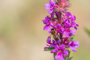 Bir arı parlak mor çiçeklerden nektar toplar. Yaz Çiçeği Mor Gevşeme, Lythrum tomentosum ya da yeşil mavi arka planda gevşetilmiş gevşeme ve mor lythrum