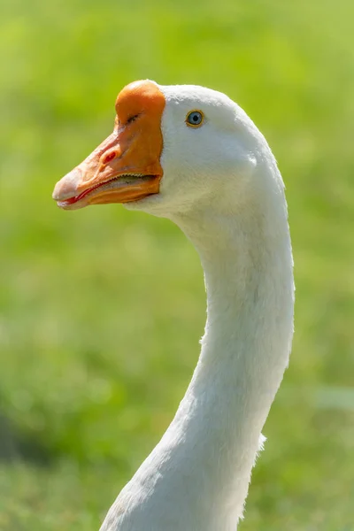 Portrét Domácí Husy Anser Cygnoides Domesticus Zeleném Modrém Pozadí Domesticated — Stock fotografie