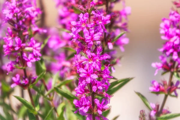 Summer Floosestrife Purple Lythrum Tomentosum Spied Looosestrife Purple Lythrum Green — стоковое фото