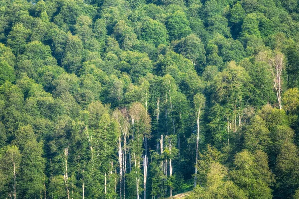 Tjock Grön Skog Sluttningen Gröna Färger Fjällskogen Bakgrundsbild — Stockfoto