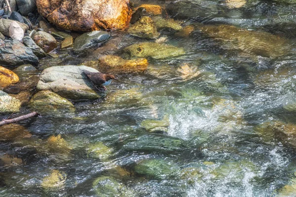 The white-throated dipper in nature. Little White-throated dipper bird hunts on the banks of a fast mountain river. Cinclus cinclus, European dipper or just dipper