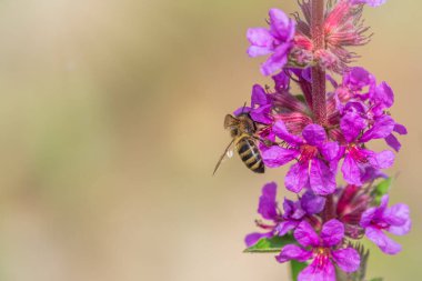 Bir arı parlak mor çiçeklerden nektar toplar. Yaz Çiçeği Mor Gevşeme, Lythrum tomentosum ya da yeşil mavi arka planda gevşetilmiş gevşeme ve mor lythrum