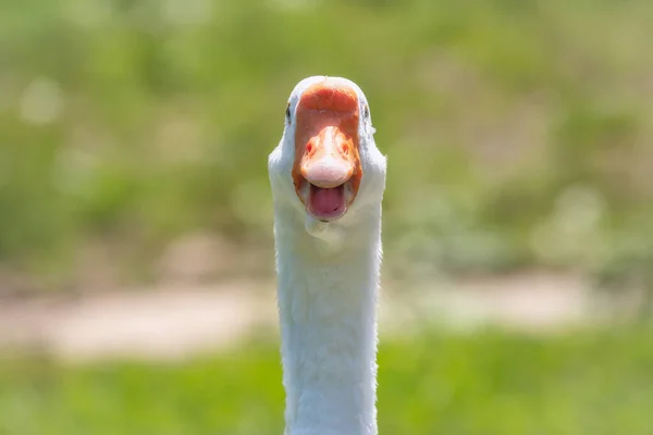 Portrét Domácí Husy Anser Cygnoides Domesticus Zeleném Modrém Pozadí Otevřeným — Stock fotografie