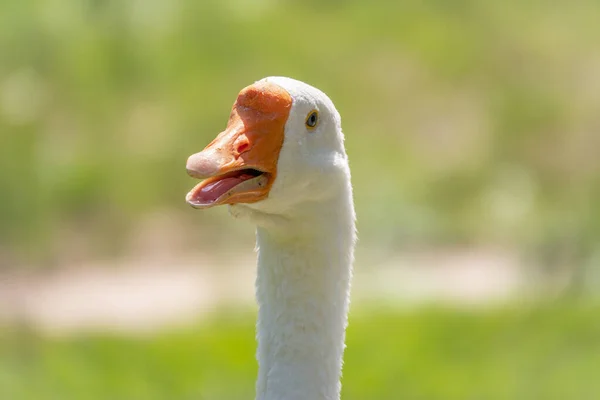 Retrato Ganso Doméstico Anser Cygnoides Domesticus Perfil Sobre Fundo Verde — Fotografia de Stock