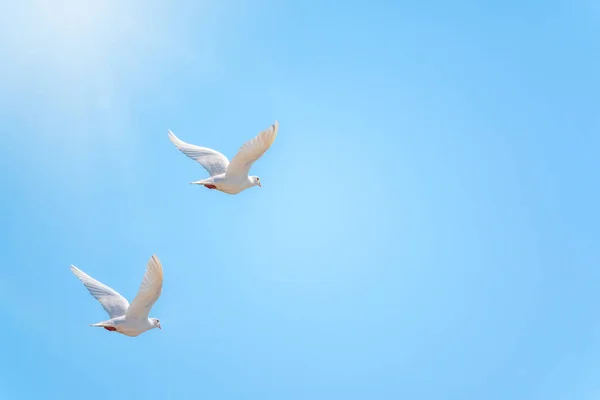İki beyaz güvercin açık mavi gökyüzünde uçar. Beyaz güvercinler aşkın, barışın ya da habercinin sembolü olarak kullanılır..