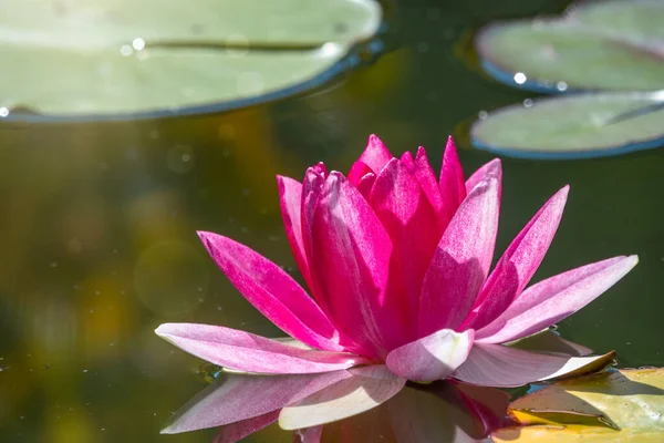 濃い水の背景にピンクの睡蓮の花 ニンファア蓮 ニンパイアSp ホルト池の中で — ストック写真