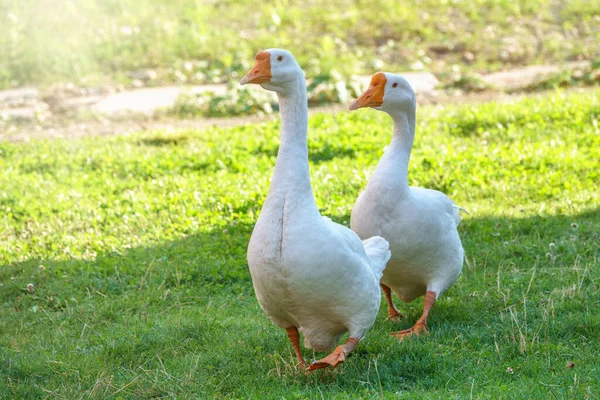 Two white big geese peacefully walking together in green grassy lawn on bright sunny day. Domestic goose, greylag goose or white goose, Anser cygnoides domesticus. Animal protection concept.