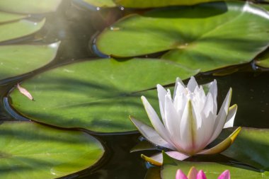 Yeşil arka planda beyaz su zambağı çiçeği. Su zambağı, Nymphaea alba, gölde.